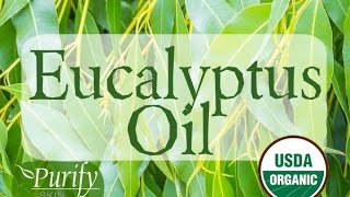 Eucalyptus Essential Oil  All You Ever Need To Know [upl. by Ilaw]