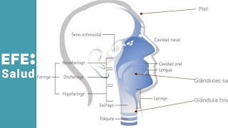 ¿Qué es el cáncer en la cabeza y el cuello [upl. by Nylkaj825]