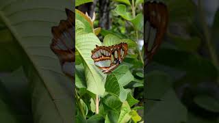 ¿Cómo es el Ciclo de Vida de las Mariposas  Divulgación de Ciencias biologia crisálida oruga [upl. by Pius212]