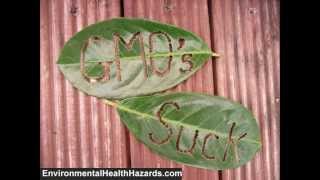 GMOs are bad and effect humans animals and insects [upl. by Sarena]