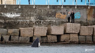 Spectators in awe as killer whale surfaces in BC [upl. by Rodolfo]