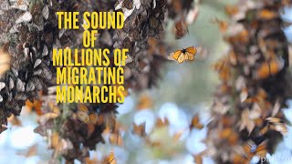 The SOUND of Millions of Monarch Butterflies [upl. by La596]