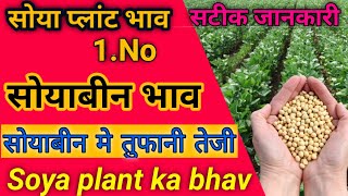 Soyabean bhav aaj today आज सोयाबीन भाव 25 जुलाई 2022  soya plant bhav [upl. by Llenyar]