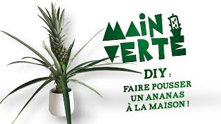 Main Verte  DIY  faire pousser un ananas à la maison [upl. by Amri]