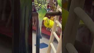 Petco Animal store 🦜 [upl. by Caspar646]