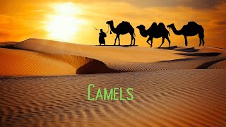 Camel Caravan A Fun And Educational Video For Children [upl. by Nehte]