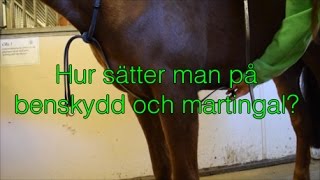 Hur sätter man på benskydd och martingal [upl. by Jacquelin]