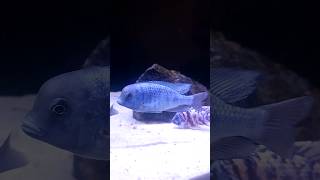 Blue Dolphin African Cichlid africancichlids aquarium foryou shorts fish malawi [upl. by Salem511]