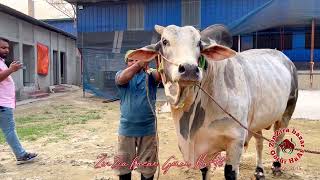 muscular sibbi bull  biggest of waqif agro ranch [upl. by Luthanen662]