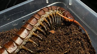 Scolopendra sp” Black orion” [upl. by Vasilek202]