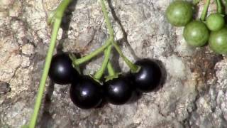 Edible Plants Black nightshade [upl. by Marlie232]