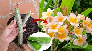 How to grow Plumeria alba by cutting branches and planting in post with aloe vera [upl. by Touber452]