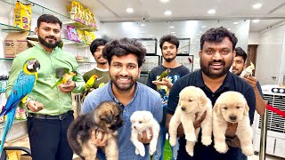 Puppies amp Birds Special  Pure Breed Dogs Shop 🦮 Hyderabad  Cheapest  Pets Shop🐶 [upl. by Ovida]