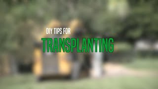 Ligustrum Transplanting Tips [upl. by Enibas]