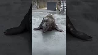 floppy seal seal sealy sealpup cuteseal funnyseal adorableseal funnyanimal [upl. by Deck913]