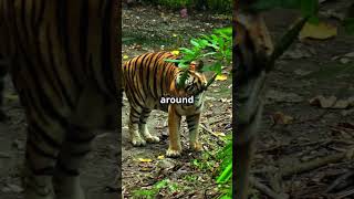 The Majestic Tiger in 60 Seconds animal facts wildlife animals nature tiger cat [upl. by Amieva]