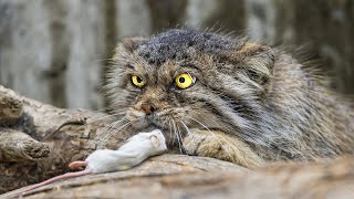 Black footed Cat Kittens [upl. by Maighdiln67]