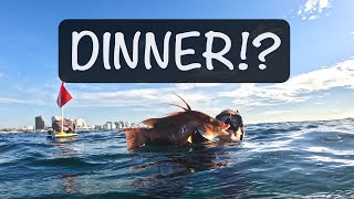 Spearfishing for Hogfish in Fort Lauderdale Florida [upl. by Devora]