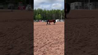 Reserve champion showmanship horsemanship zanbarscody horsemanshipwithchey [upl. by Burnley]