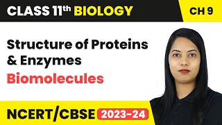 Structure of Proteins Enzymes  Biomolecules  Class 11 Biology Chapter 9  CBSE [upl. by Havstad427]