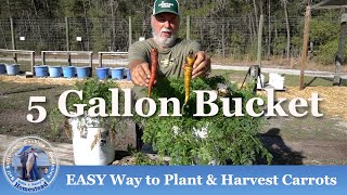 How to Grow Carrots in Containers from SEED to HARVEST [upl. by Yruj828]