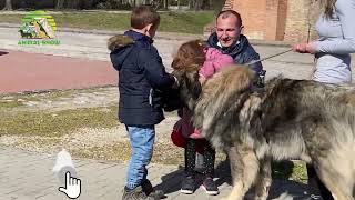 The Majestic Sarplaninac A Fascinating Guard Dog Breed [upl. by Yert]