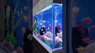 Widow Tetra Glofish Tank widow aquarium fishtank glofish spongefilter widowtetra [upl. by Philender264]