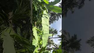 17th month Areca plant Sustainable farmingOrganic farmingCrop rotationHomesteadingFarm equipmen [upl. by Narton]