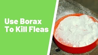 Using Borax to Kill Fleas – The Dangers Not Many Homeowners Know [upl. by Eityak]