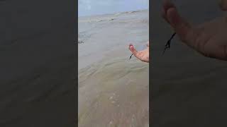 CORTE LA TANZA PERO AGARRE EL CHICOTE pesca fishing fish [upl. by Eenahs822]