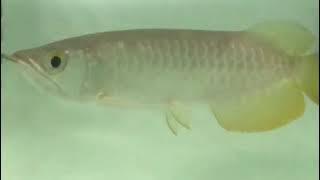 24 carrot Golden Arowana [upl. by Maryjane785]