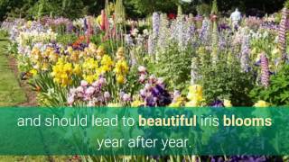 How to plant and grow beautiful bearded iris [upl. by Gere]