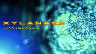 Xylanase and the phenolic factor [upl. by Latvina]