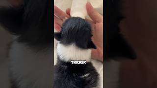 She’s the puppy’s new parent shortvideo healing cuteanimals pets puppy dog save shorts [upl. by Shoshanna678]