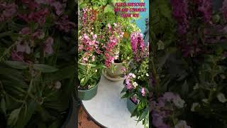 😍 Angelonia burgundy and purple GORGEOUS got them at Calloways plants flowers flower beautiful [upl. by Jenei]