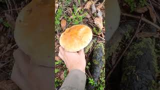 Boletus edulis 🍄‍🟫 mushroom mushrooms hunters [upl. by Eelyak]