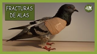 FRACTURA DE ALA EN AVES  CÓMO VENDAR UN ALA ROTA TRATAMIENTO CUIDADOS Y REMEDIOS DE EMERGENCIA [upl. by Gio210]