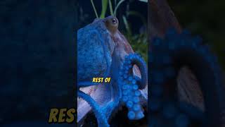 Why Octopuses Have Three Hearts and Blue Blood A Deep Dive into Their Unique Biology [upl. by Anawak163]