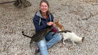 Three Legged Cats First Days at the Shelter  Takis Shelter [upl. by Hannahc]