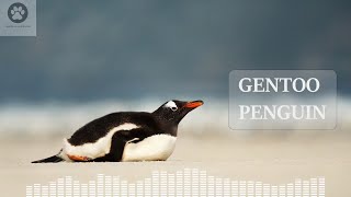 What sound does a penguin make Penguin sound effect and video [upl. by Olympia887]