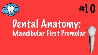 Dental Anatomy  Mandibular First Premolar  INBDE [upl. by Robinson]