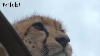 Kenya  Un guépard monte dans une voiture de touristes qui restent scotchés [upl. by Macknair]