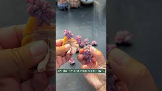 Useful tips for succulents 🪴 다육이들 suculentas 多肉植物 succulents Shorts [upl. by Percival]