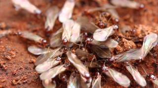 Termites Signs and prevention tips [upl. by Aikin]