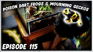 Adding Poison Dart Frogs amp Mourning Geckos to My Vivarium  JUST ARRIVED [upl. by Spillihp535]