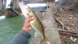 Walleye Perch Fishing Monongahela River [upl. by Eita322]