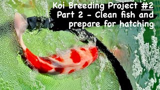 Koi Breeding Project 2 Part 2  Clean fish amp prepare for hatching koi kohaku sanke koibreeding [upl. by Desi]