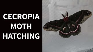 Cecropia Moth Hatching [upl. by Sices]