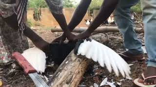 Clipping of Muscovy Duck Wing [upl. by Caundra]