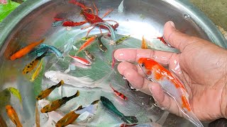 Find Colorful Ornamental fish Goldfish betta fish Catfish lobster koi fish animals Videos [upl. by Pegasus128]